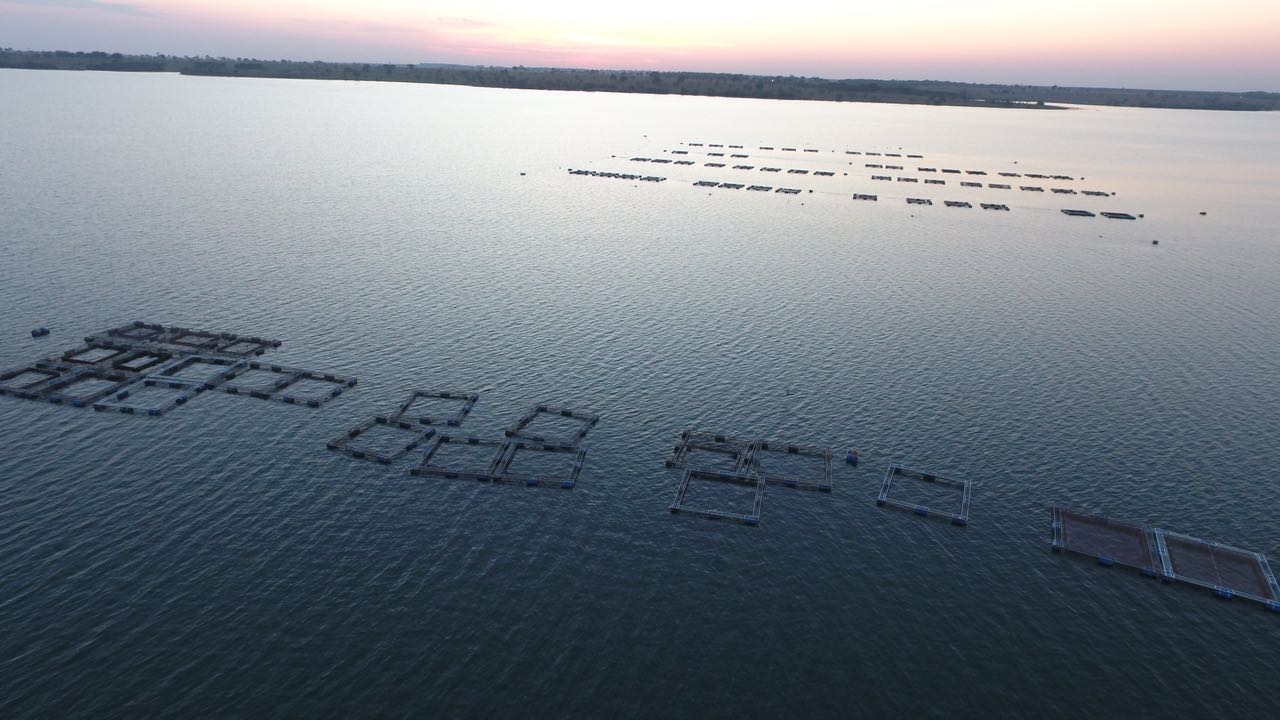 Panorama da Piscicultura Brasileira em 2025 – Balanço